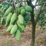 থাই কাটিমন আম - Image 2