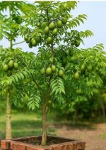 থাই বারোমাসি আমড়া - Image 2