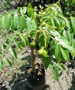 থাই বারোমাসি আমড়া - Image 3