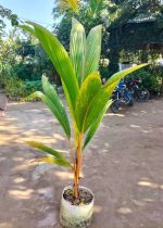 বারি নারকেল-১ - Image 3