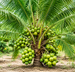 বারি নারকেল-১ - Image 2