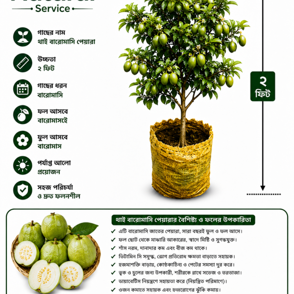 বারোমাসি থাই মাদুরী পেয়ারা