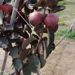 ব্লাক ডায়মন্ড পেয়ারা - Image 3