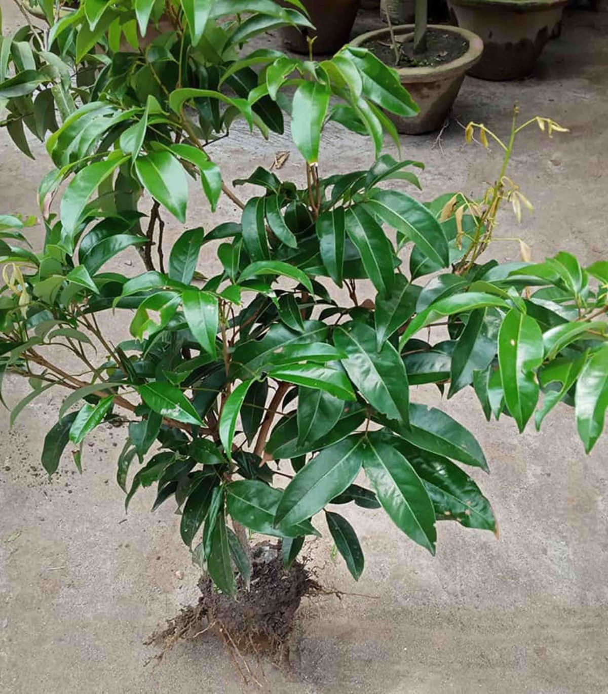 চায়না-৩ লিচু - Image 2