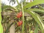 লাল ড্রাগন - Image 4