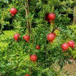 আনার ফল - Image 3