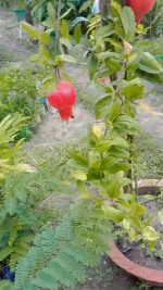 আনার ফল - Image 4