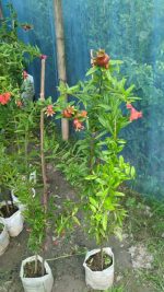 আনার ফল - Image 2