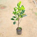 ভিয়েতনাম বারোমাসি কাঁঠাল - Image 2