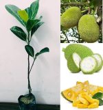 ভিয়েতনাম বারোমাসি কাঁঠাল - Image 3