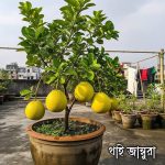বারোমাসি থাই জাম্বুরা - Image 3