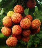 চায়না-৩ লিচু - Image 4