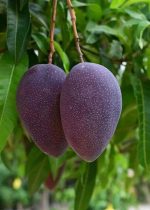 ব্লাক স্টোন আম - Image 4