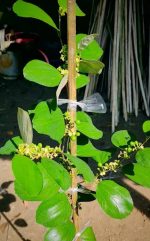 বারোমাসি অপেল কুল - Image 2