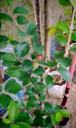 বারোমাসি অপেল কুল - Image 4