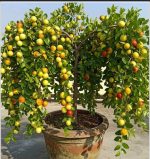 বারোমাসি অপেল কুল - Image 3