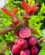ব্লাক ডায়মন্ড পেয়ারা - Image 2