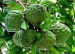 থাই গ্রিন শরিফা ফল - Image 4