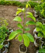 থাই গ্রিন শরিফা ফল - Image 2
