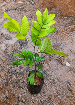 লাল রামবুটান - Image 2