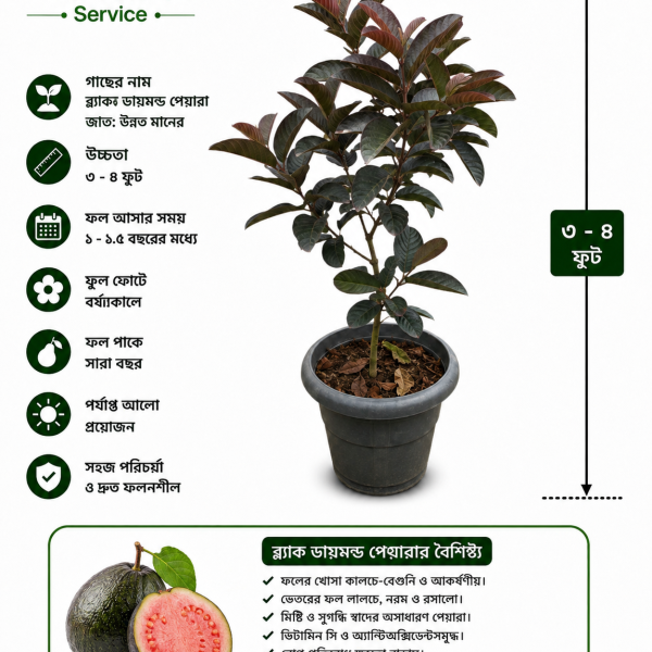 ব্লাক ডায়মন্ড পেয়ারা