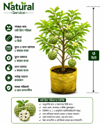 থাই গ্রিন শরিফা ফল