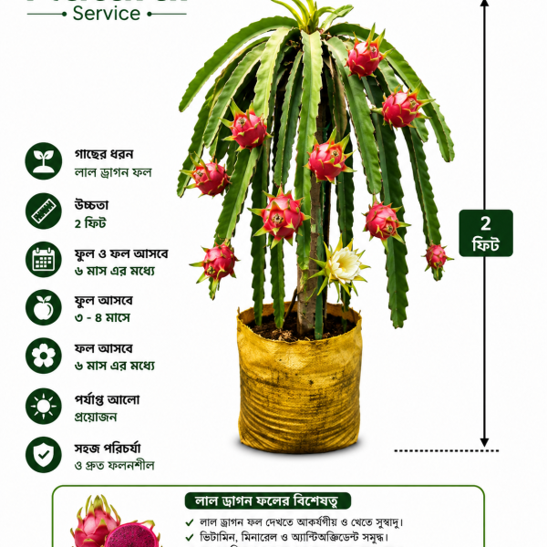 লাল ড্রাগন