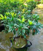 বারোমাসি সফেদা ফল - Image 4