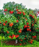 লাল রামবুটান - Image 4