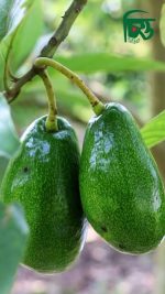 অ্যাভোকাডো - Image 2