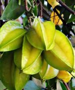 কামরাঙ্গা - Image 3