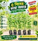 ৫ পিচ বরাই এর কম্বো
