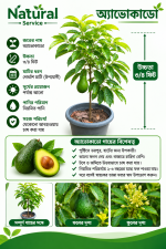 অ্যাভোকাডো