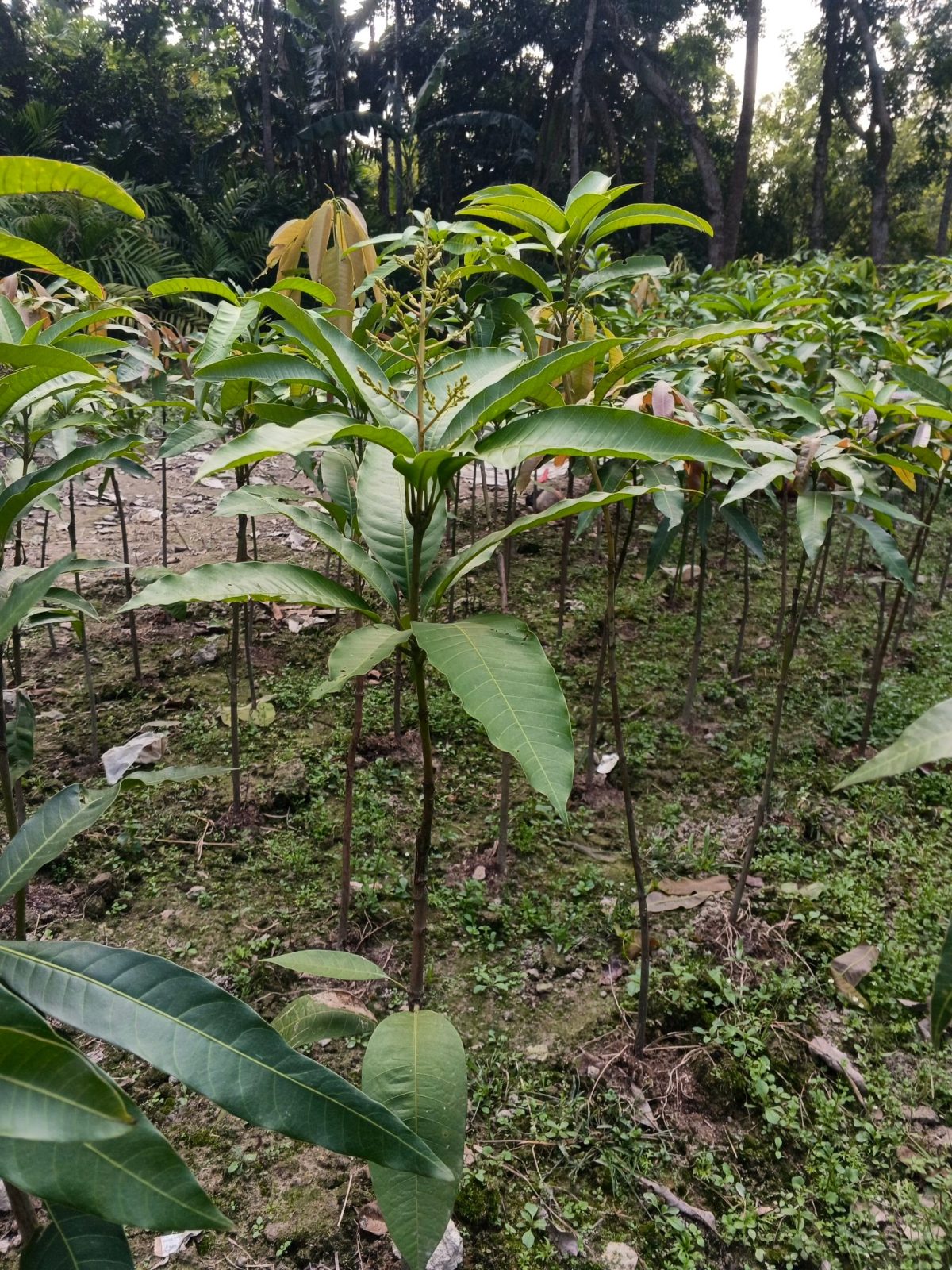 ৩পিচ আমের কম্বো - Image 3