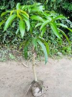 ৩পিচ আমের কম্বো - Image 4