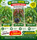 ৩পিচ আমের কম্বো